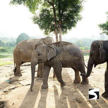 Koh Samui Elefanten Auffangstation Halbtages Aktivität - kohsamuiausflug.de